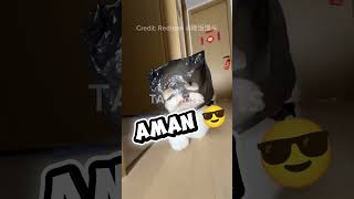 Misi Rahasia Anjing Kecil Meraup Kekayaan 😎 Sukses ... atau Gagal?