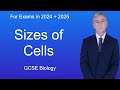 Gcse biology revision sizes of cells