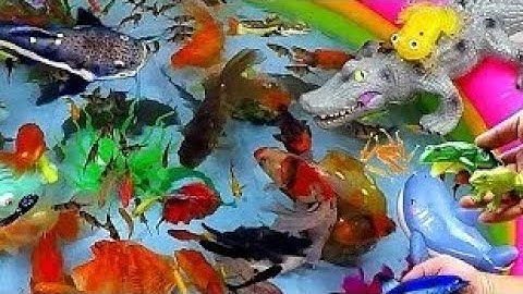 Tìm Kiếm Cá Cảnh Dễ Thương, Mèo Dễ Thương, Bắt Rùa, Ếch, Cá Koi,  cá Trê lớn khổng lồ