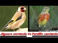 Jilguero cantando Vs Pardillo cantando