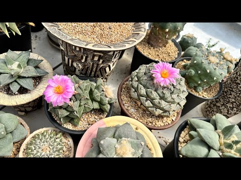 Video: Thông tin vềMammillaria - Tìm hiểu về cách trồng cây xương rồng Mammillaria