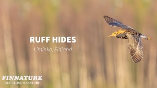 Ruff photography in Finland - introduction to Finnature's hides