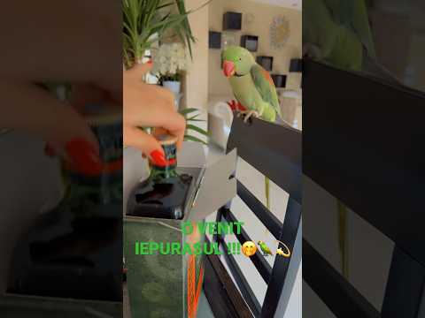 #papagal #pipo #parrot