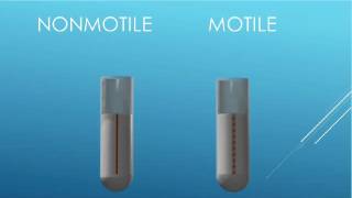 MICROBIOLOGY: MOTILITY TEST & AEROBES VS. ANAEROBES