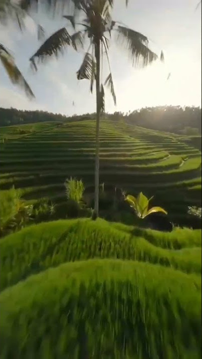 Drone view Alam Persawahan