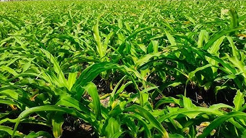 Tìm Hiểu về cây Trinh Nữ Hoàng Cung, bán cây giống và lá khô (0985113004)