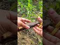 How to use banana peel for chili plant... 🌱
