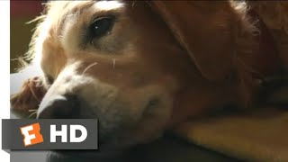 A Dogs Purpose 2018 - Bailey Pes On Scene 410