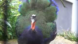 Displaying Congo Peafowl Displaying Congo Peafowl