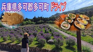 ラベンダー園  マイスター八千代の寿司ランチ  隠れ名店たい焼き屋  百日鶏