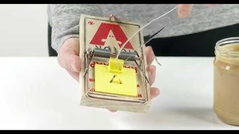 How to Set the Victor® Plastic Pedal Rat Trap