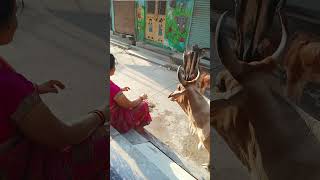 "Cow Seva = Path to Limitless Grace 🐄💫"
