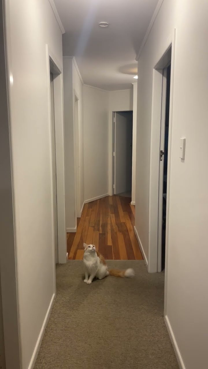 Cat Hunts For Cicada Flying Indoors || ViralHog