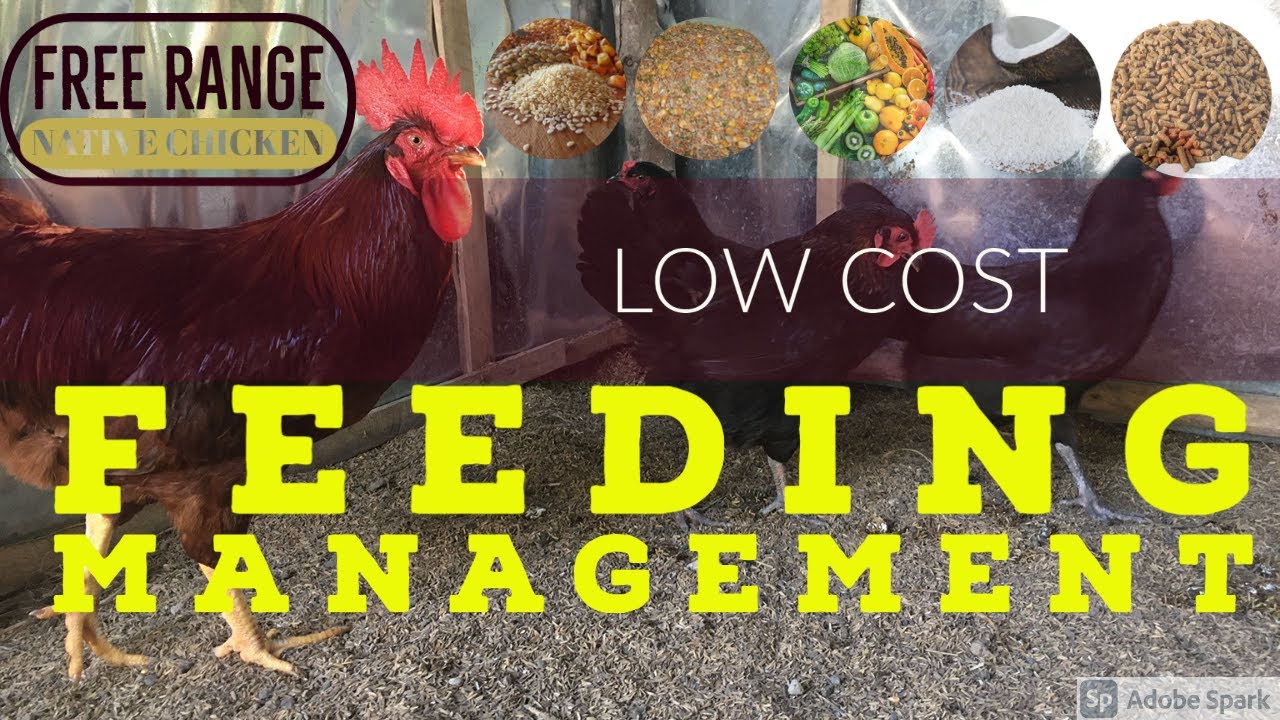 FREE RANGE CHICKEN FARMING FEEDING MANAGEMENT LOW COST YouTube