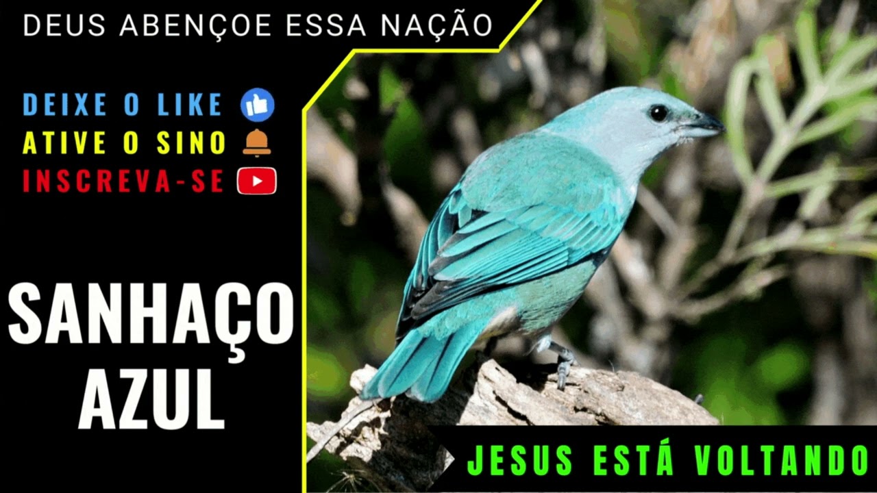 🟢 - SANHAÇO AZUL SUI SUI ALAGOANO 02