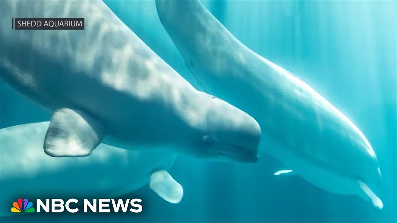Third beluga rescued from Canadian marine park dies at Chicago aquarium