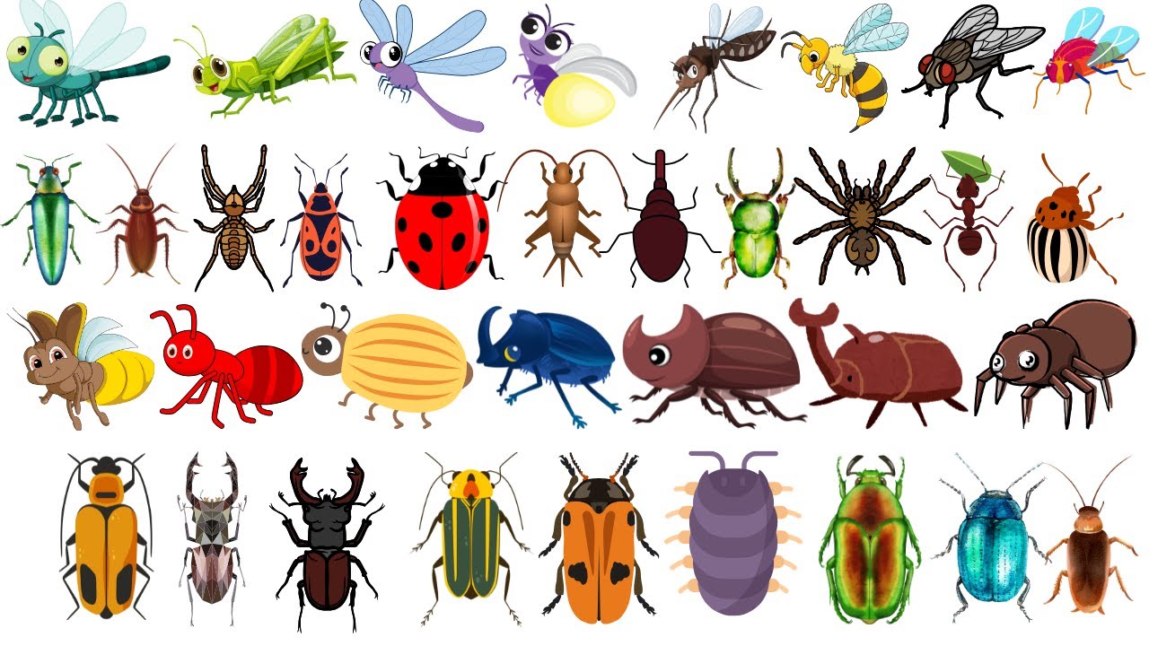 🦋 Insects Name with Pictures | 50 Insects and Bugs | English Vocabulary for Kids | 