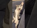 the cat is furious 😾