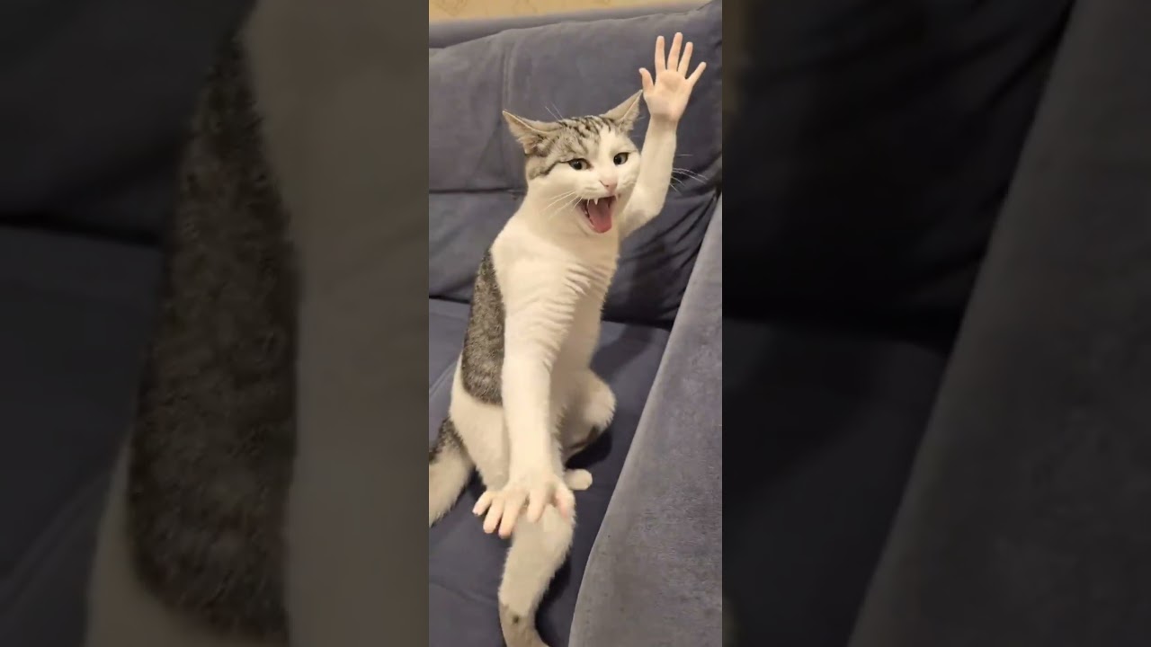 the cat is furious 😾