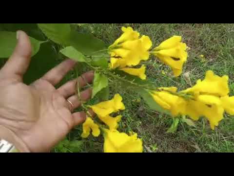 #Tecoma stans planting, caring and medicinal benefits