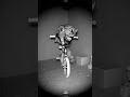 Surreal Creatures Caught on Camera