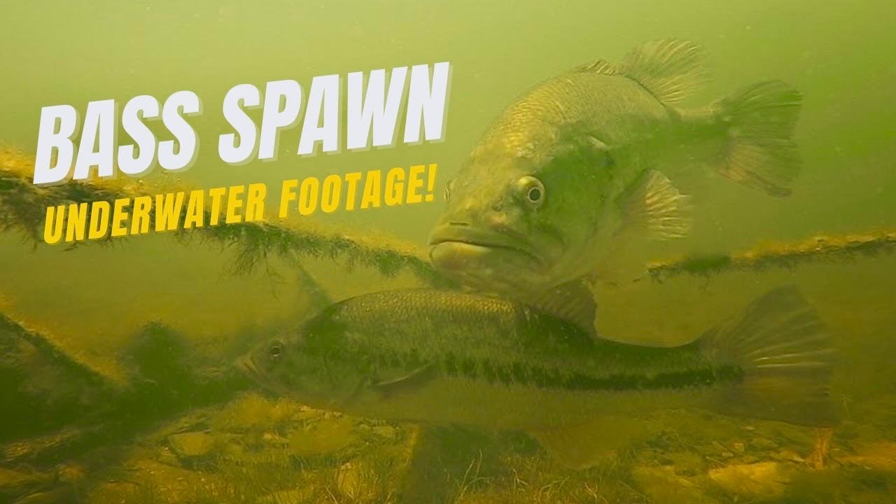 It's Bass Spawning Season! (Underwater Largemouth Bass Bed Footage) YouTube