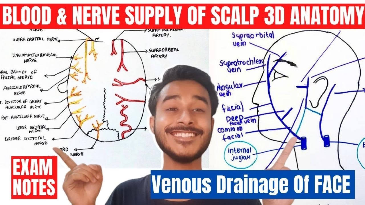 Blood And Nerve Supply Of Scalp Anatomy Venous Drainage Of Head And