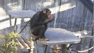 Cleo collects her own feces in her hand and eats them.