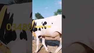 Australian Friesian cows#ytsehorts #youtube #youtubeshorts 24 July 202324 July 2023