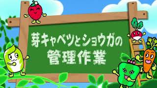 趣味の園芸　やさいの時間・選 2017年11月26日 171126 「長く楽しむ　エンドウ三兄弟」