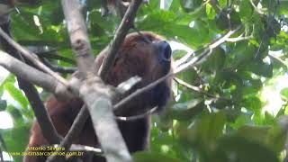 Southern brown howler monkey (Alouatta guariba clamitans) in Atlantic forest, by Antonio Silveira.