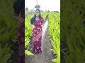 देवा काळजी घे 🙏🙏/@jayshreerathod7508 #trending #shetibadi18 #youtubeshorts #shorts #farming