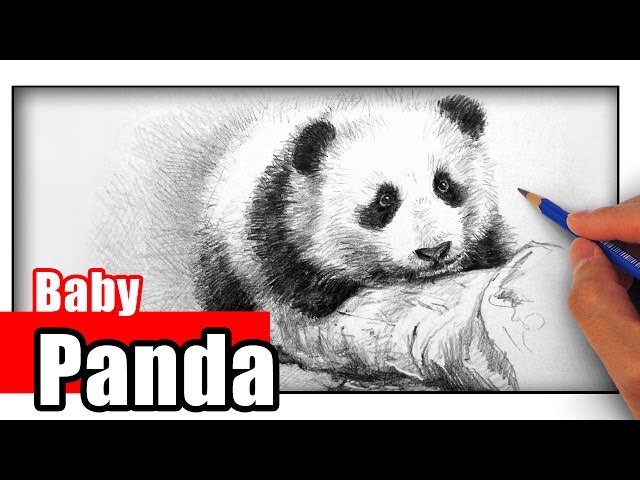How to Draw a Realistic Panda, Draw Real Panda, Step by Step, Realistic,  Drawing Technique, FREE Online Drawing Tuto…