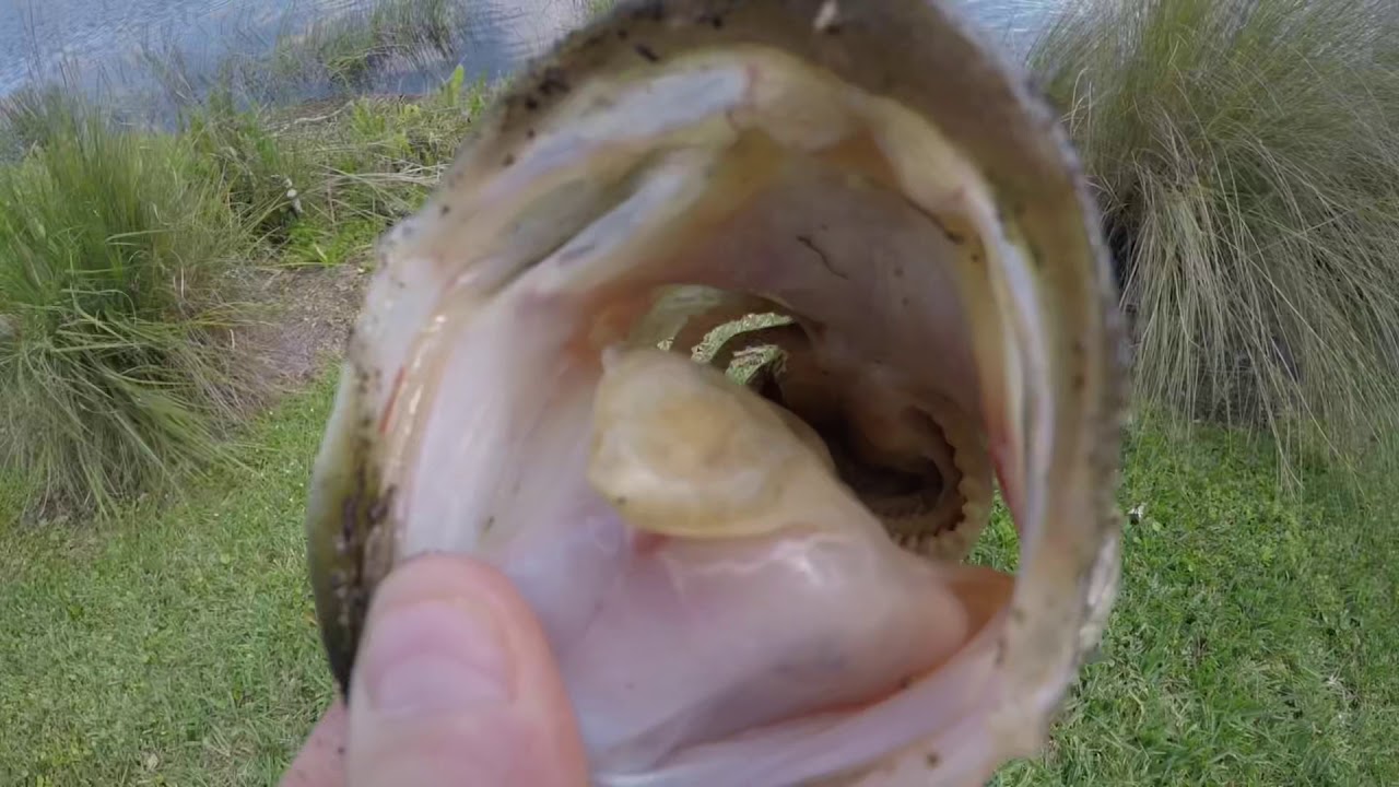 Bass fishing with the Yozuri topknock (Big bass)