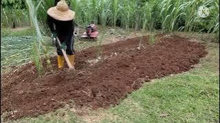 Kongsi cara tanam tebu kuning (part 1)