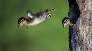 bebek kayu | anak bebek kayu baru menetas. langsung terjun bebas dari sarang yang tinggi screenshot 1