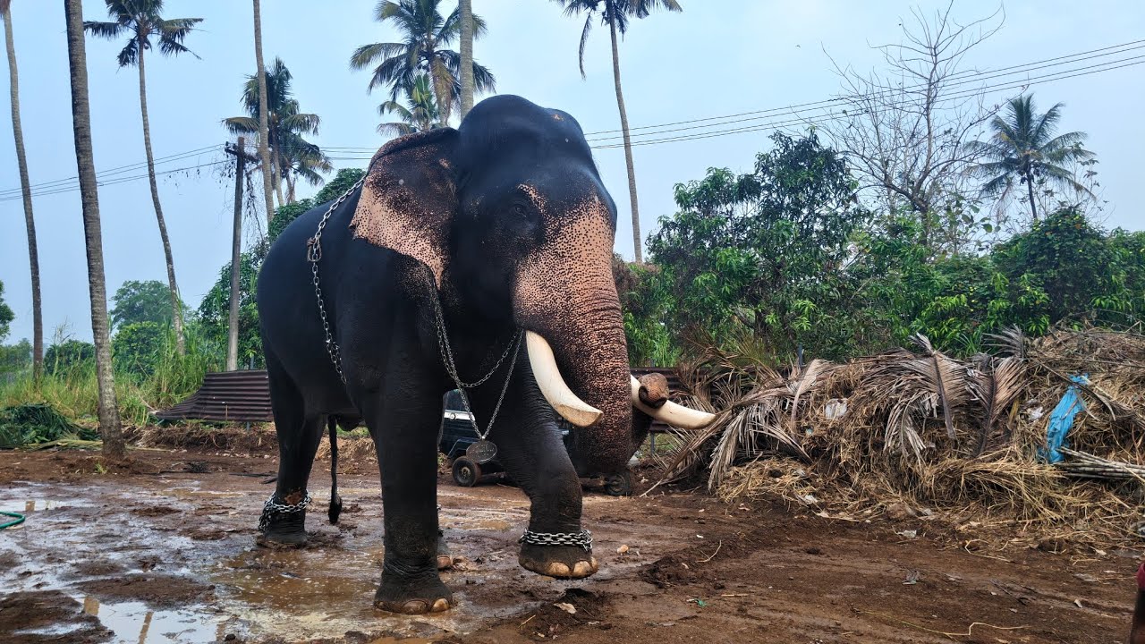 Keezhoottu Vishwanathan | കീഴൂട്ട് വിശ്വനാഥൻ