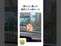 車の上に乗った猫見てたら終わった