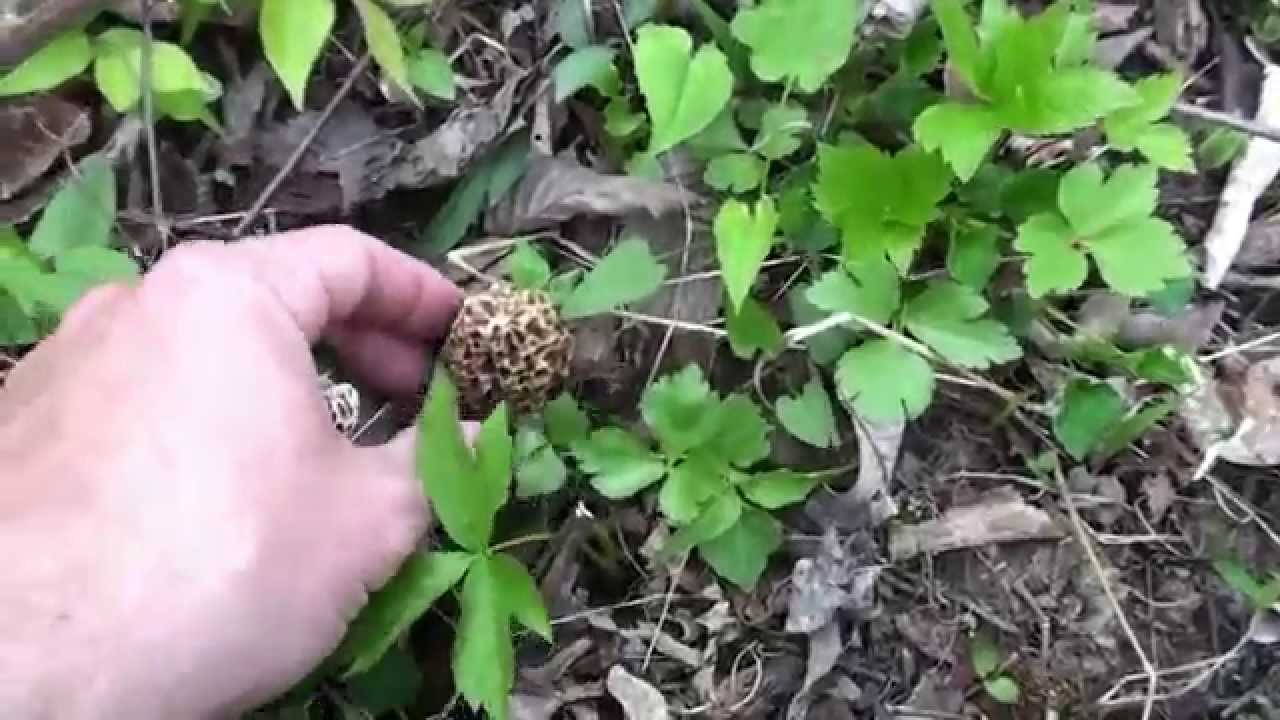 Hunting Morel Mushrooms in Ohio