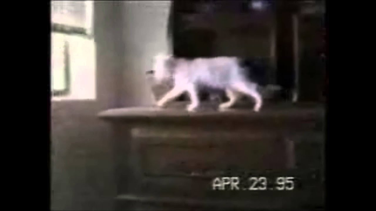 Tide - ALL CATS ARE BEAUTIFUL (Unofficial) Official Music VIdeo