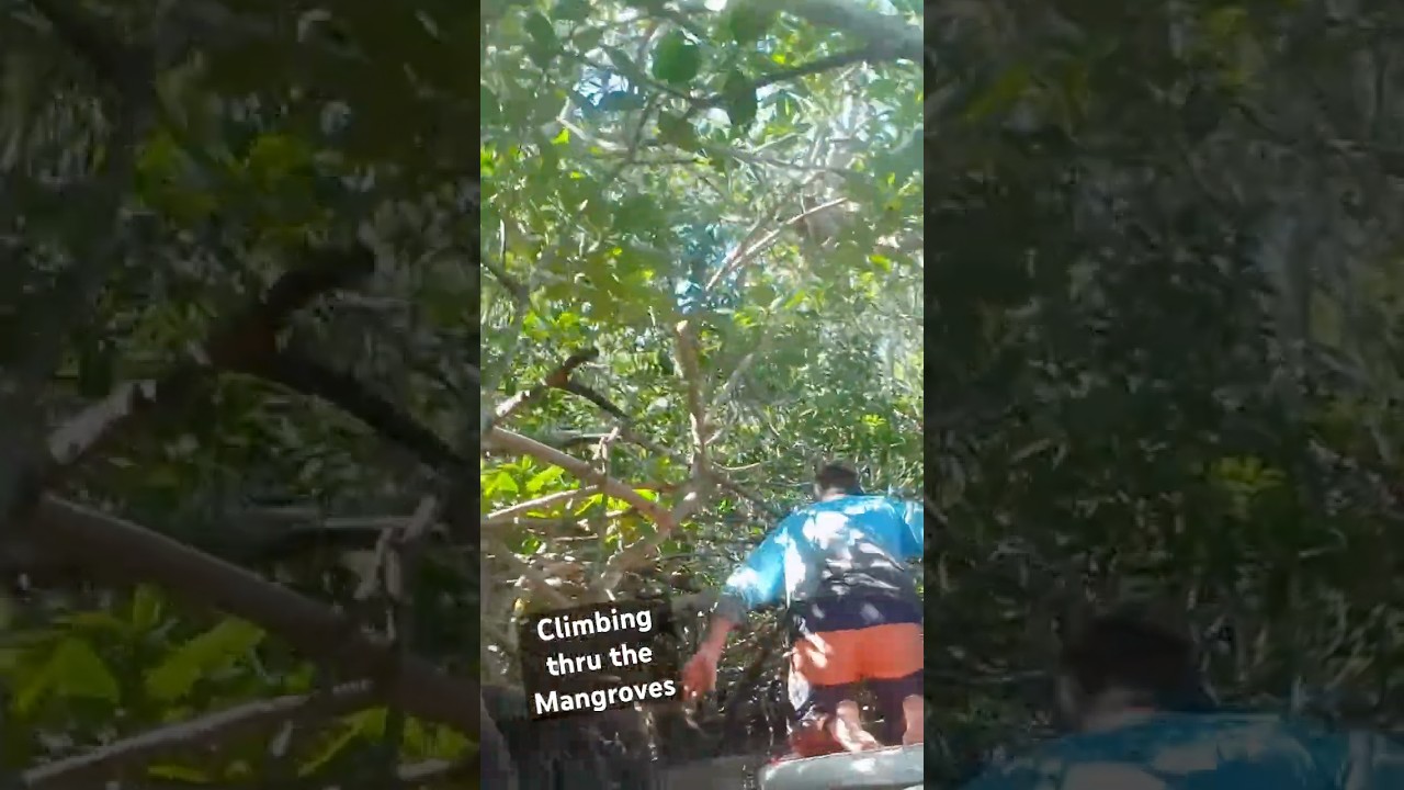 Climbing thro mangroves in Islamorada Florida 