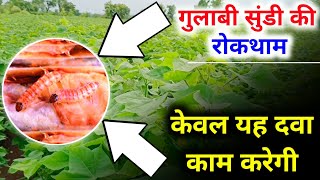 Cotton Farming |Pink bollworm| कपास की खेती | Sumitomo Denitol | Profenofos 50% EC | insecticide