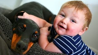 Doberman Babysitter Dogs Playing with Babies Videos - Sweet Dog and Baby Friendship