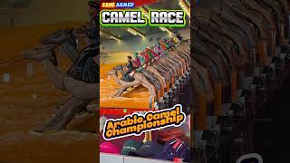 Arabic Camel Championship Camel Racing Camel