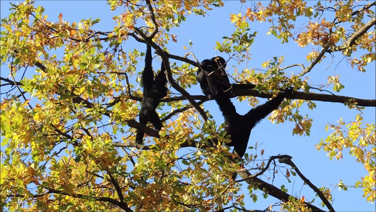 Mijn film   Burgers Zoo   Lawaai van de slingerapen   8 november 2018