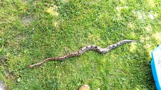 🐍Königspython im Garten Snake unterwegs 🐍