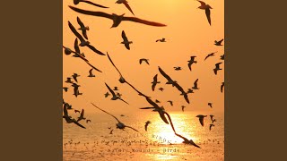 The Spa Bird Song