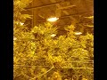 Cannabis Grow Facility Walkthrough