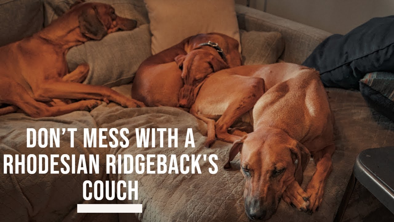 ridgeback youtube