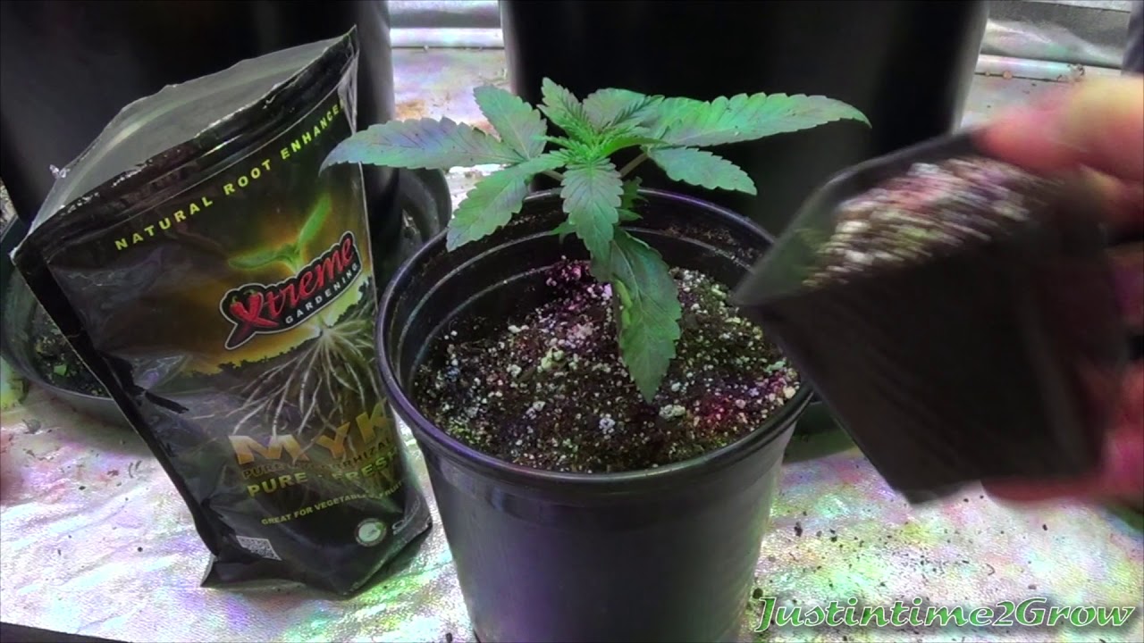 Download Beginner Tips #1 - How To Transplant A Cannabis Seedling